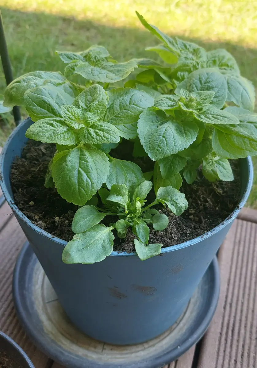 ☎要問合せ 正規大苗 希少 ゴールドメダル 黄花くちなし 八重 苗 B1