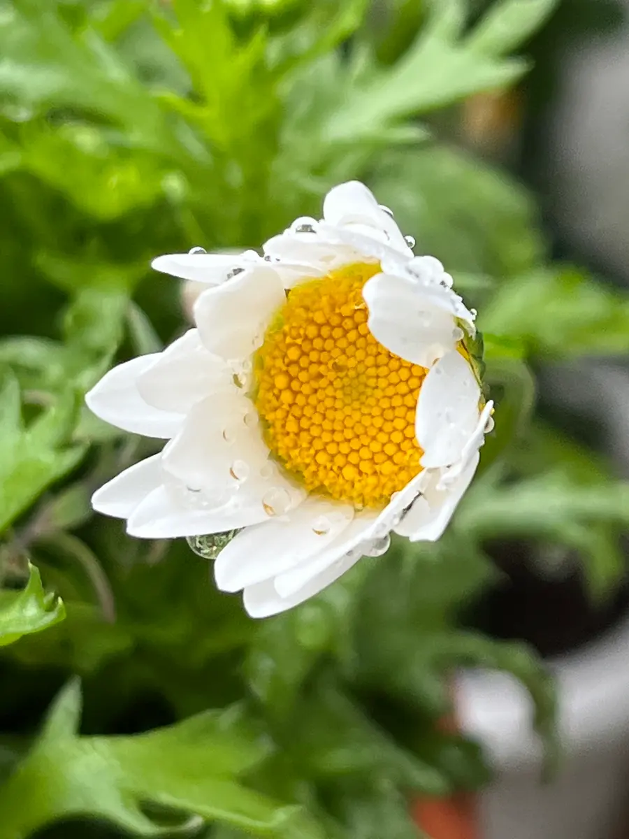 梨のお花＊梨のつぼみの枝＊切り花】真っ白い可憐な可愛いお花