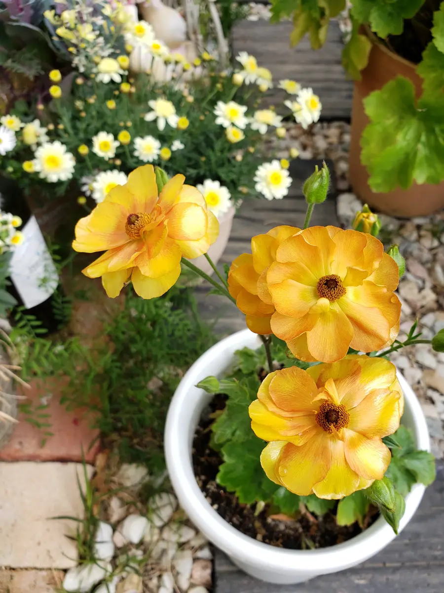 🔆煌めきの世界、ラックス🔆|園芸日記byNyarome|みんなの趣味 🔆煌めきの世界、ラックス🔆|園芸日記byNyarome|みんなの趣味