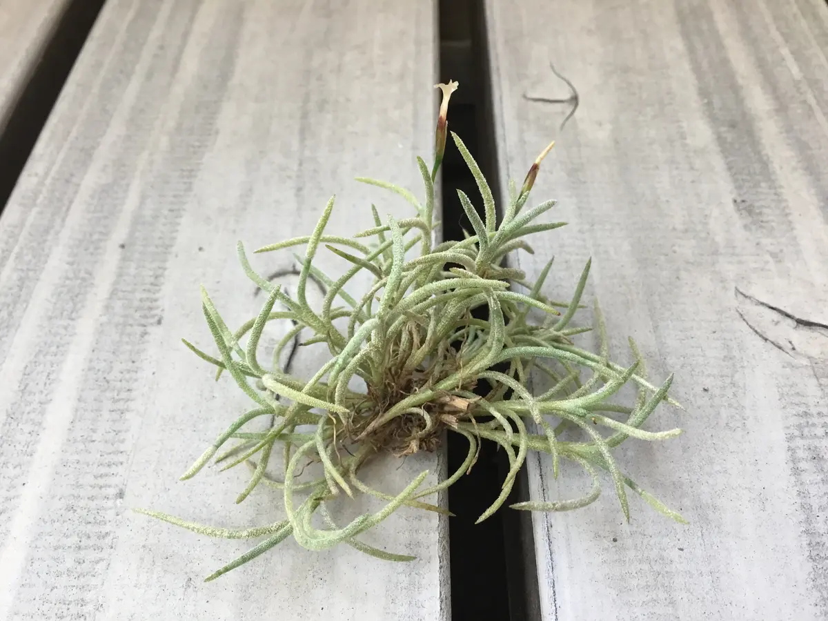 Tillandsiacapillarisvar.holgerii チランジア カピラリス ホルゲリー