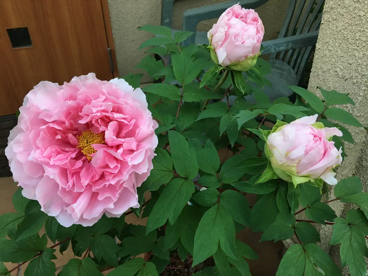 coco 様専用ページ 牡丹のお花型❀オルゴナイト♥うさねこさま♥専用