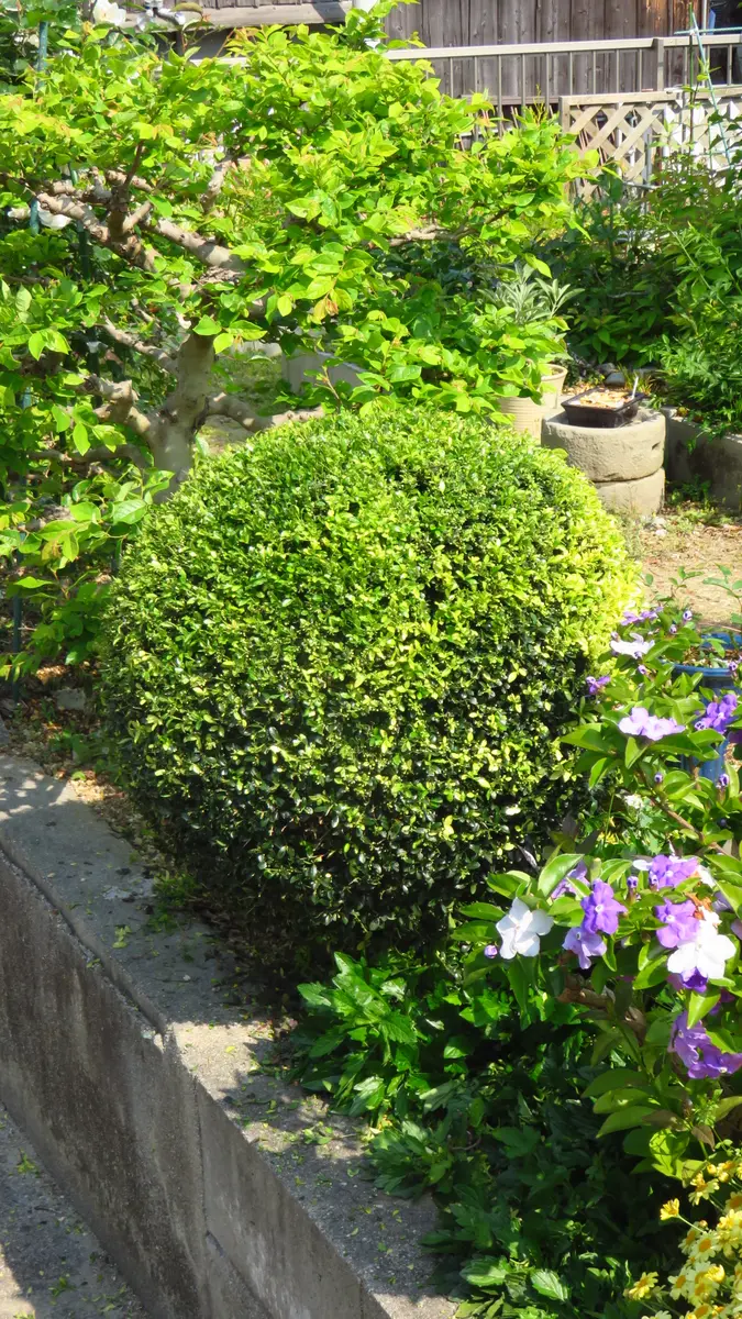 キンメツゲ　仕立て　金芽柘植　スタンド　玄関　玉仕立て　14 キンメツゲ 仕立て 金芽柘植 スタンド 玄関 玉仕立て 14