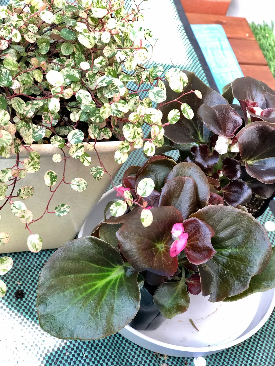ベゴニアタブレット』の寄せ植え♪｜園芸日記bymocomaru｜みんなの趣味