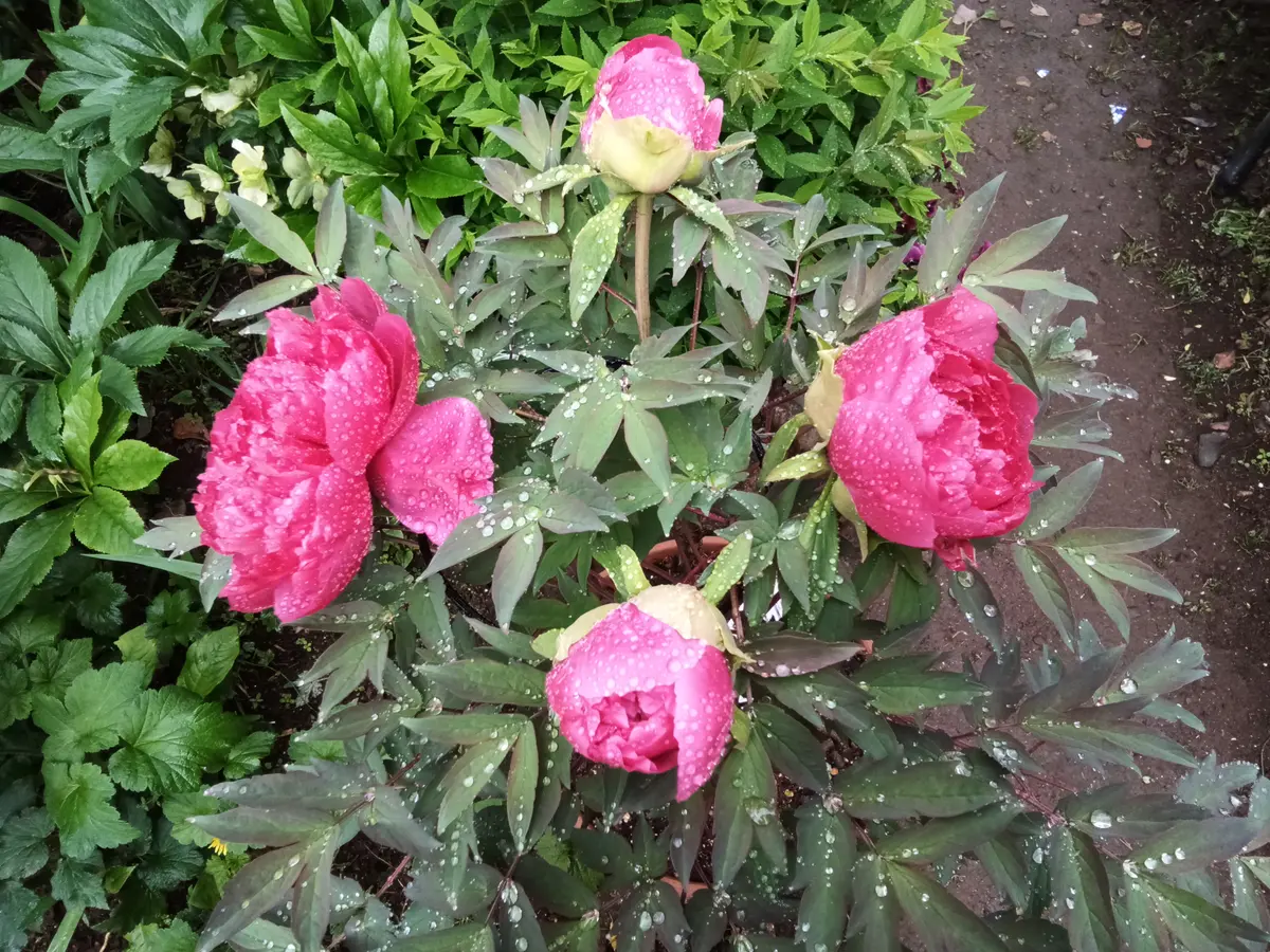 立てば芍薬座れば牡丹歩く姿は百合の花（その１：牡丹）｜園芸日記byKazunori-N｜みんなの趣味の園芸｜941489