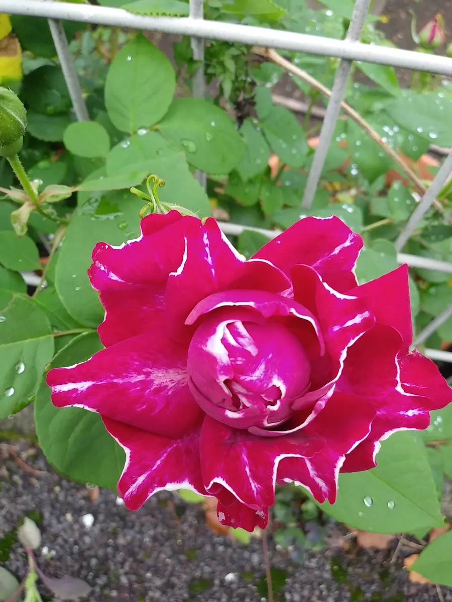 つるバラ🌹ロジャーランベリン｜園芸日記byあおさのり｜みんなの趣味の
