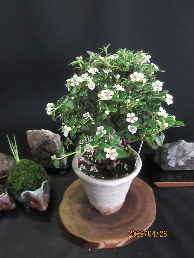 カマツカコケモモ -這紫檀- 花も実も小盆栽になる人気盆樹『カマツカコケモモ』｜園芸日記bymeika