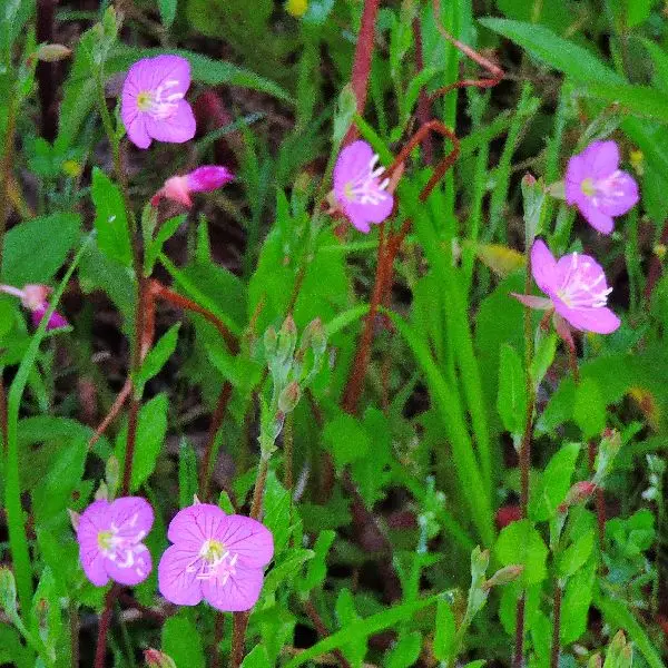 散歩道の花～アカバナユウゲショウ（赤花夕化粧）｜園芸日記by