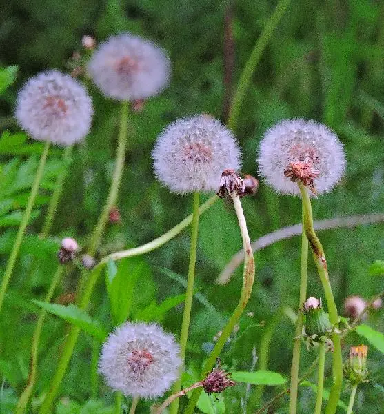 山野草②アカバナユウゲショウ 株分け苗 山野草③アカバナユウゲショウ 株分け苗