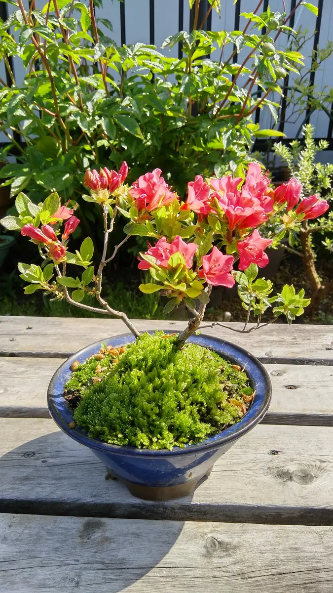 盆栽の花-深山霧島ツツジ「紅小町」〔写真3枚目〕-shinji70さんの日記