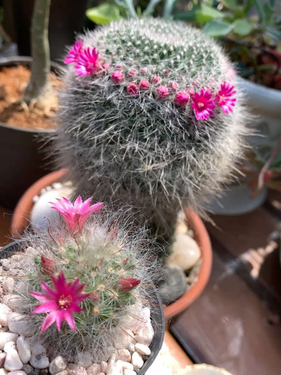 サボテン多肉の花〔写真1枚目〕-もっとんさんの日記｜みんなの