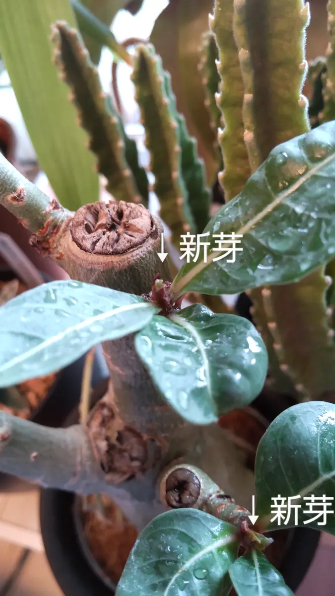 アデニウムの新芽🌱｜園芸日記byみち先生｜みんなの趣味の園芸