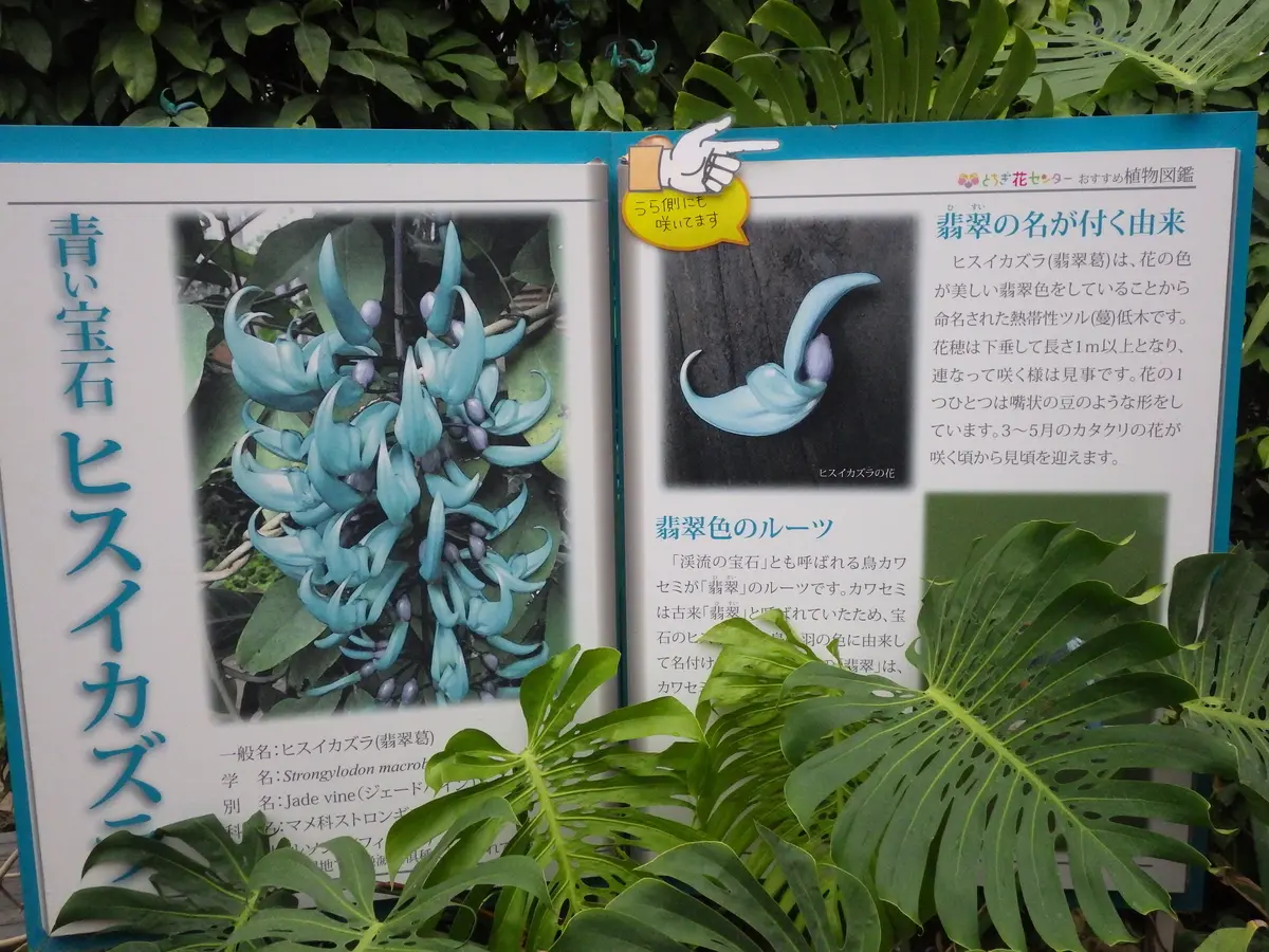 【爆買い！】 とちぎ花センター ヒスイカズラ｜園芸日記by紙飛行機｜みんなの その他観葉植物