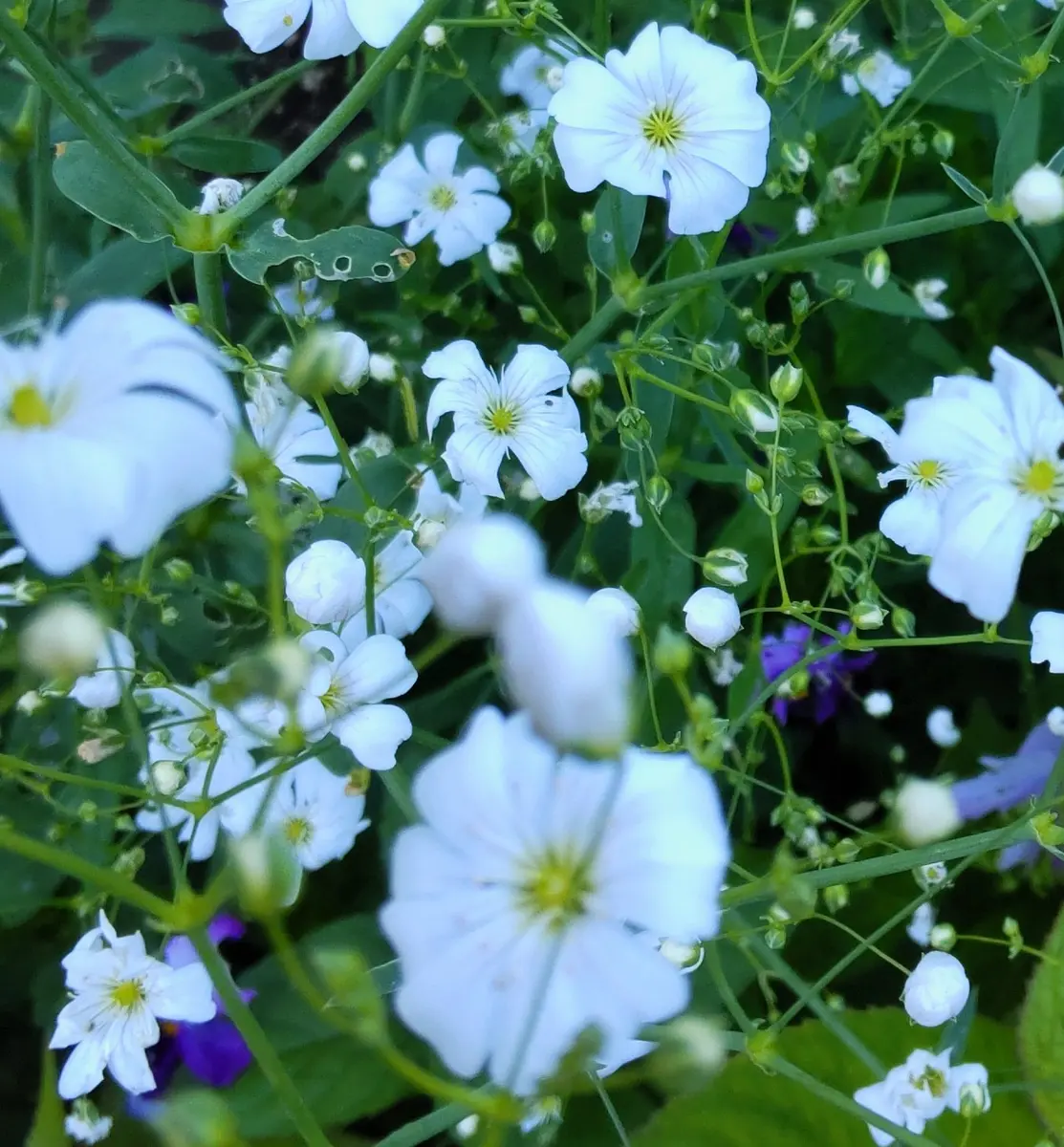 咲き始めたかすみ草｜園芸日記byjictenko｜みんなの趣味の園芸｜945892