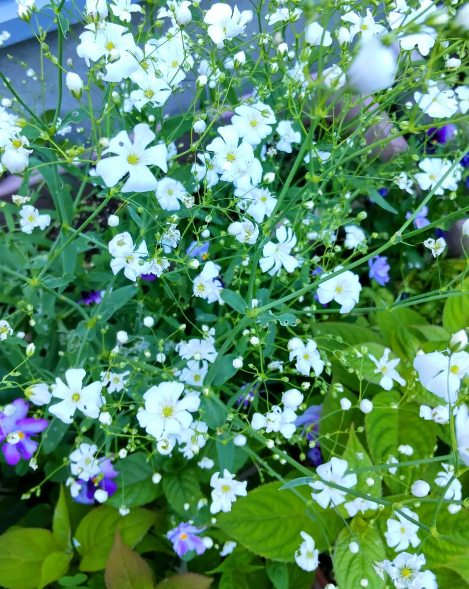 咲き始めたかすみ草｜園芸日記byjictenko｜みんなの趣味の園芸｜945892
