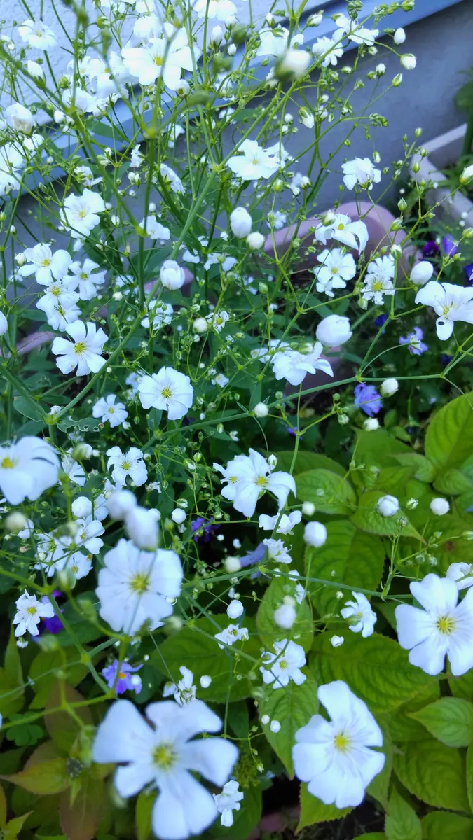 咲き始めたかすみ草｜園芸日記byjictenko｜みんなの趣味の園芸｜945892