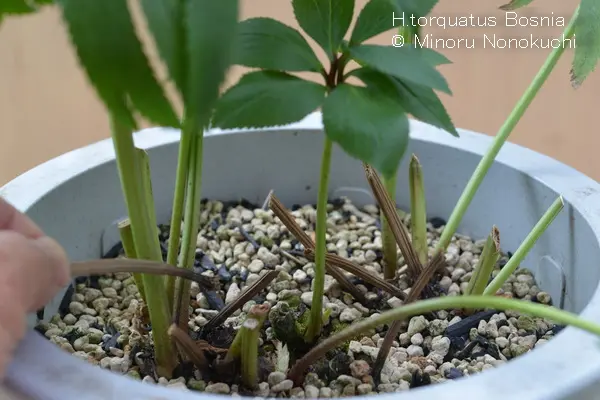 とんぎょ　クリスマスローズ　種子 クリスマスローズ,童仙房ナーセリー＆ガーデンのクリスマス