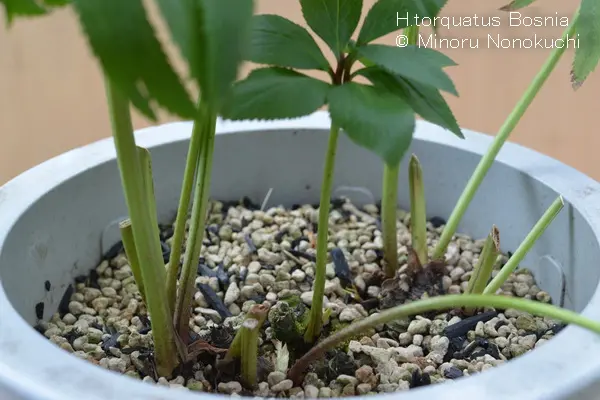 クリスマスローズの栽培（無茎種の株元の整理）｜園芸日記by