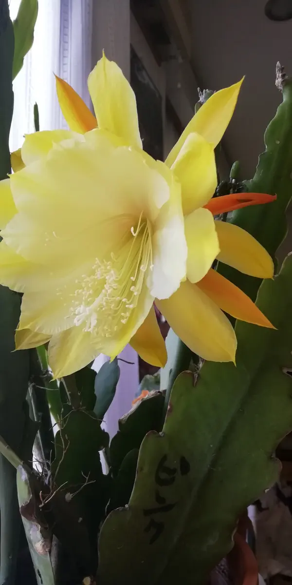 💛クジャクサボテン💛No.2｜園芸日記byヒコーキ｜みんなの趣味の園芸