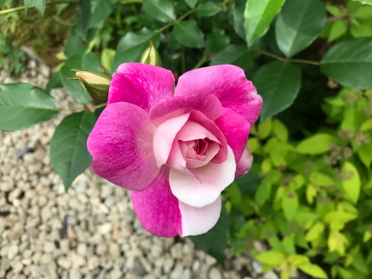 専用】カトラン「2つのインドバラの花束」「ピンクの背景の