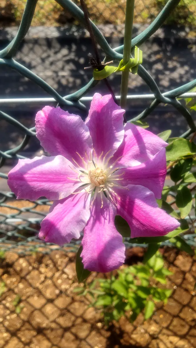 クレマチス・ナーセリー 及川フラグリーン Clematis Nursery