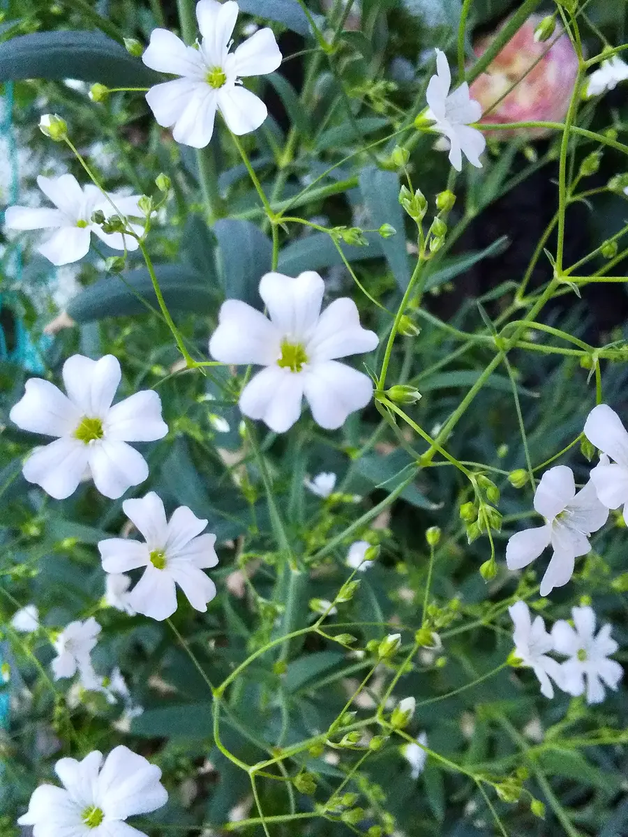 3種類のかすみ草｜園芸日記byチョココ｜みんなの趣味の園芸｜947581