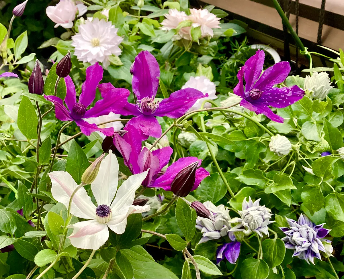 2022年クレマチス_パルセットが開花しました。と、母の日の