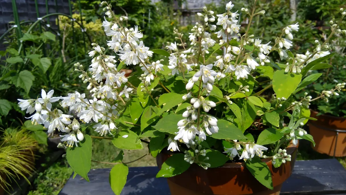 【限定特価】 山採り挿し木のウツギに花｜園芸日記byshinji70｜みんなの趣味の 落葉樹