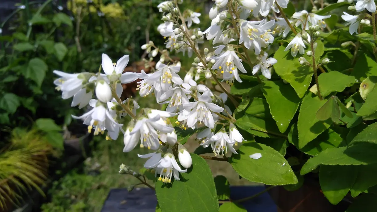 タイムセール 探し方 山採り挿し木のウツギに花｜園芸日記byshinji70｜みんなの趣味の 落葉樹