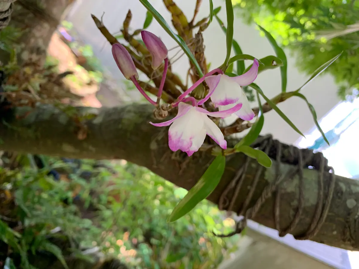 セッコク（桜姫）が開花｜園芸日記bymanjoumeQ｜みんなの趣味の園芸