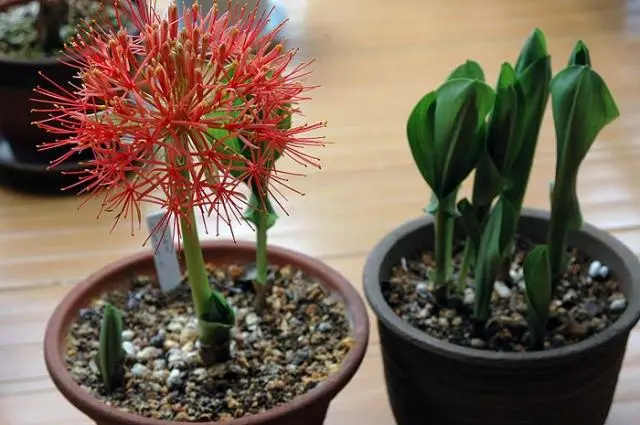 線香花火｜園芸日記byジャカランダ｜みんなの趣味の園芸｜9480