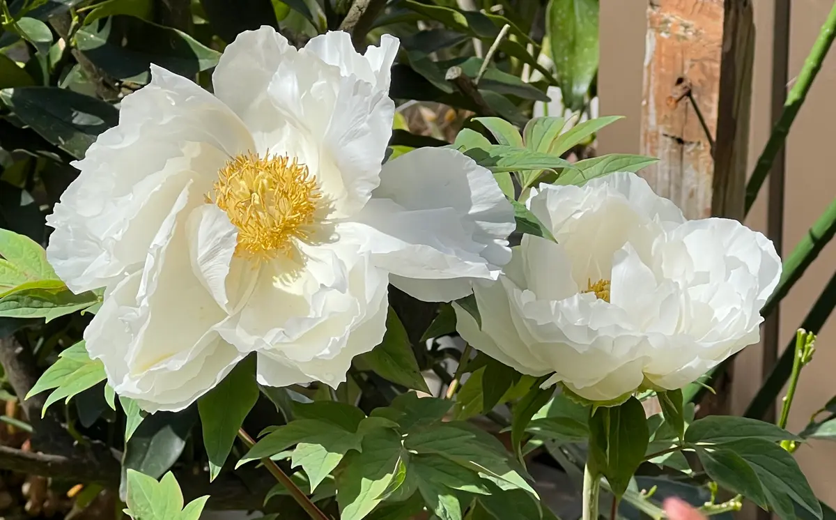 白牡丹｜園芸日記byまほろば｜みんなの趣味の園芸｜948265