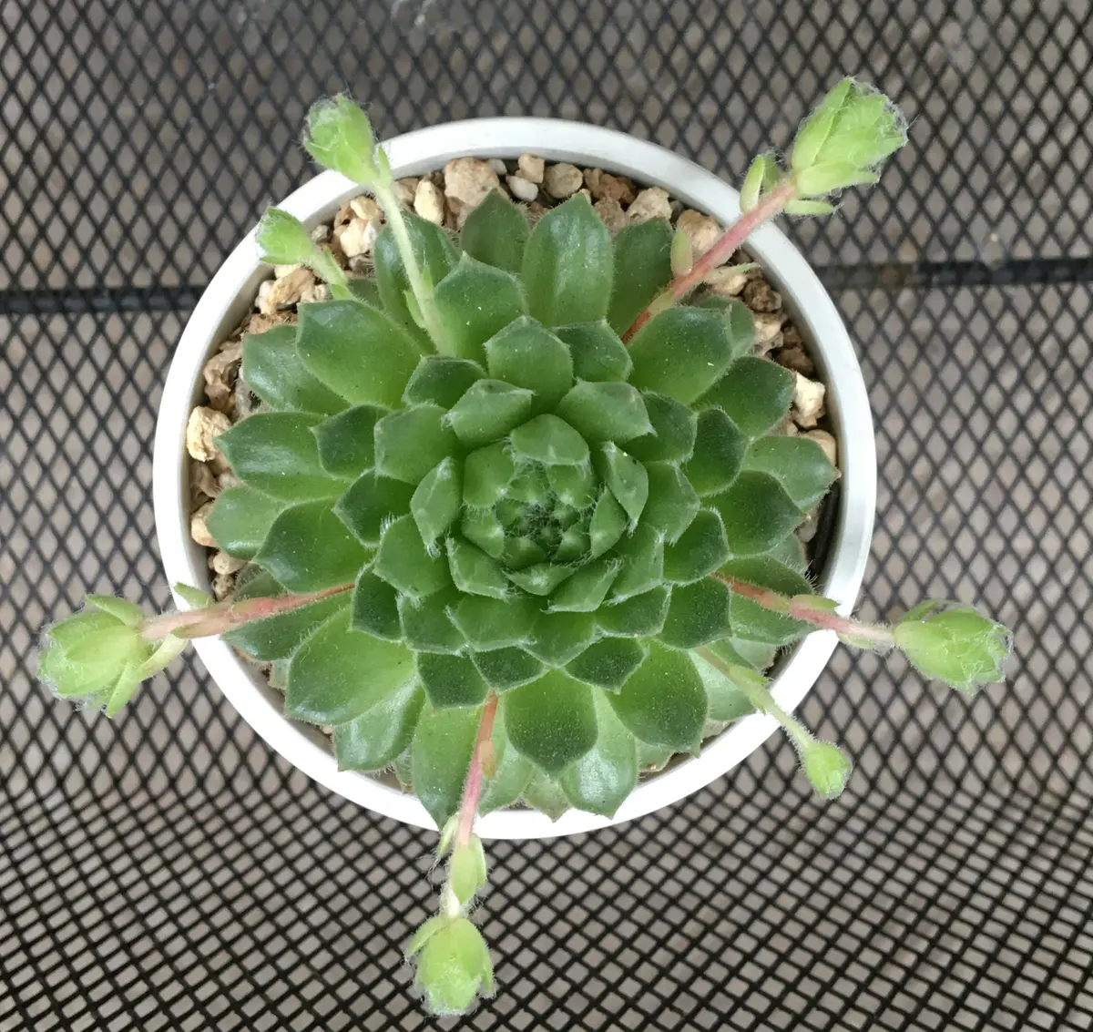センペルビウム ランナーぞくぞく🌱｜園芸日記byへっつん｜みんなの