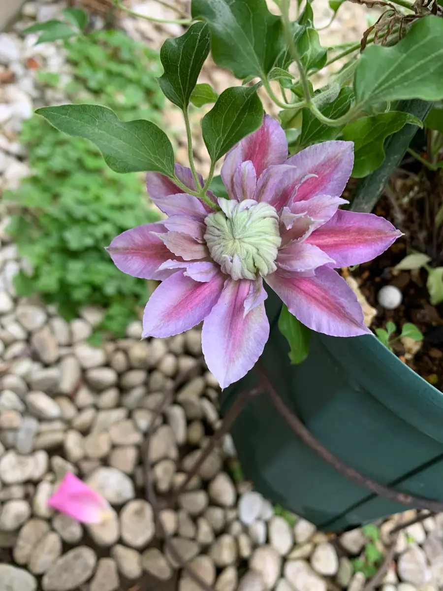 紅焔｜園芸日記bykiko｜みんなの趣味の園芸｜948889