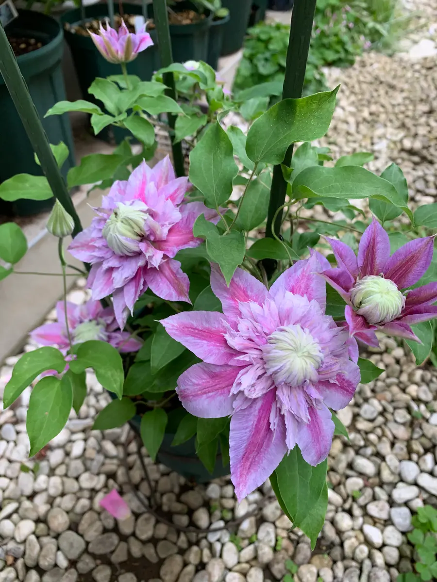 紅焔｜園芸日記bykiko｜みんなの趣味の園芸｜948889