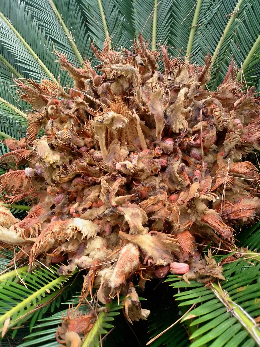 斑入りソテツ5号鉢 【公式通販】