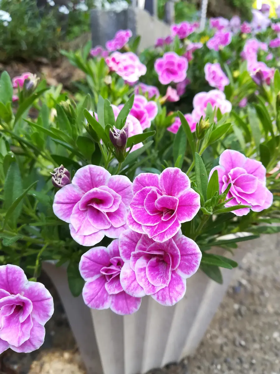 ダブルピンクリップルの復活｜園芸日記byRUNAとRIN｜みんなの趣味の園芸｜949132