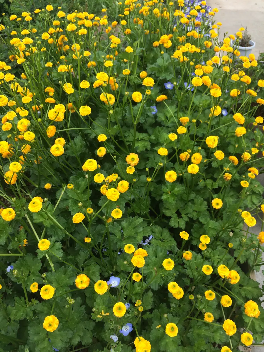 ラナンキュラス ゴールドコインとアキレギア（オダマキ）ブルーバロー｜園芸日記byネコス＆ミネコス｜みんなの趣味の園芸｜949135