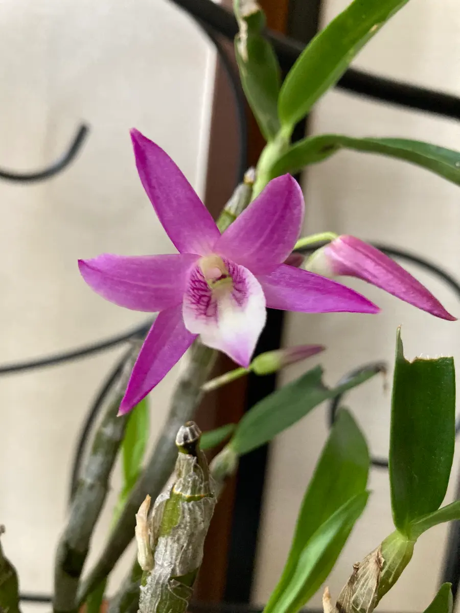 デンドロビウム 赤ずきんちゃんが咲き始めました｜園芸日記byれいん