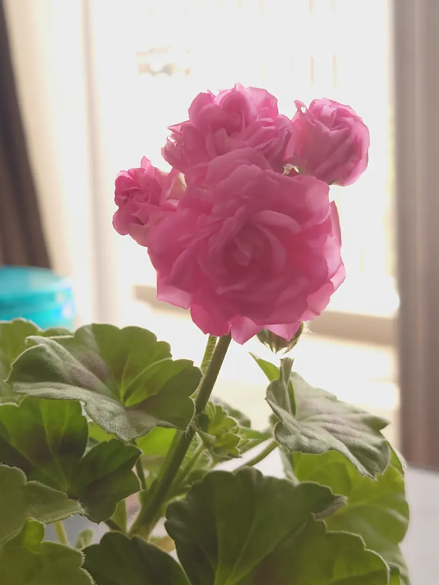 206 ＊濃いピンクの可愛い薔薇咲きゼラニウム（ディープミルフィーユローズ） 206 ＊濃いピンクの可愛い薔薇咲きゼラニウム（ディープミルフィーユ