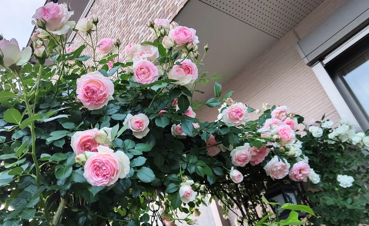 ランタンシトロイユ 大苗 8号鉢 バラ バラ苗 【ランタンシトロイユ