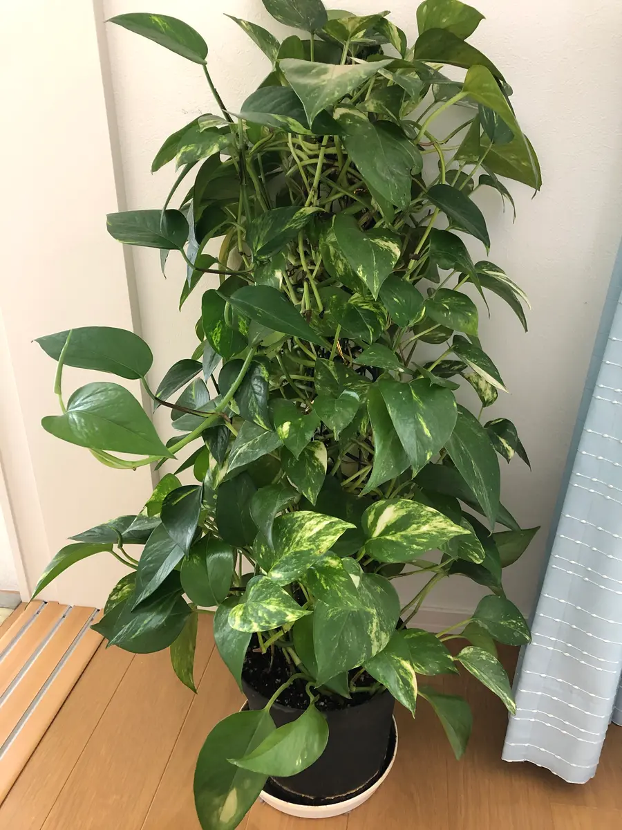 新品 大人気商品  ポトスタワー🗼｜園芸日記bymisomama｜みんなの趣味の園芸｜949681 その他