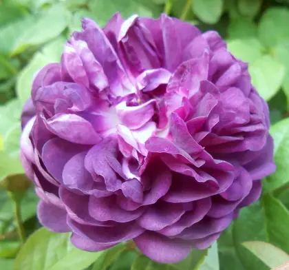 ｺﾝﾃｽｾｼﾙﾄﾞｼｬﾌﾞﾘｱﾝの日記一覧|愛は花。さんの園芸日記-みんなの趣味の園芸