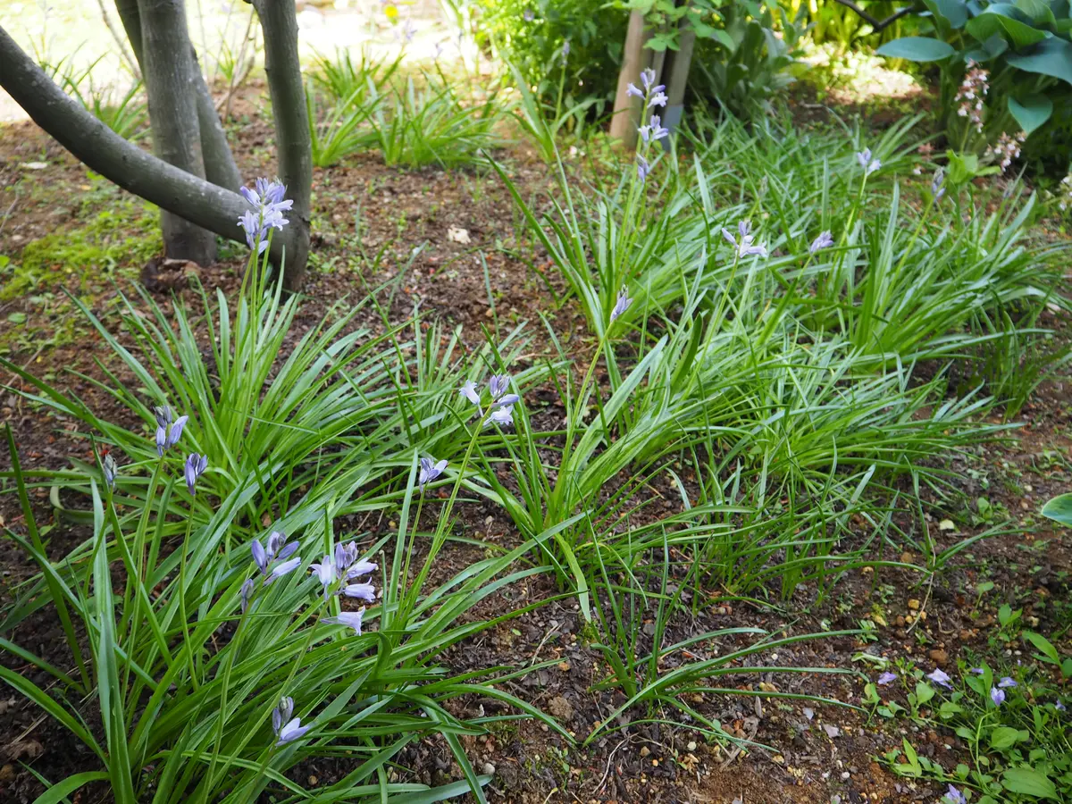 ◇イングリッシュブルーベル◇花が咲き始めました◇鉢のまま発送