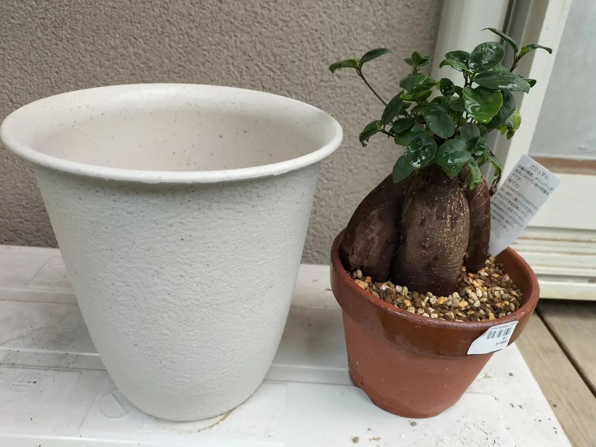 ⭐*︎様 ガジュマル山採り古木 抜き苗（鉢付き可） ⭐*︎様 ガジュマル山採り古木 抜き苗（鉢付き可） ⭐*︎様 ガジュマル
