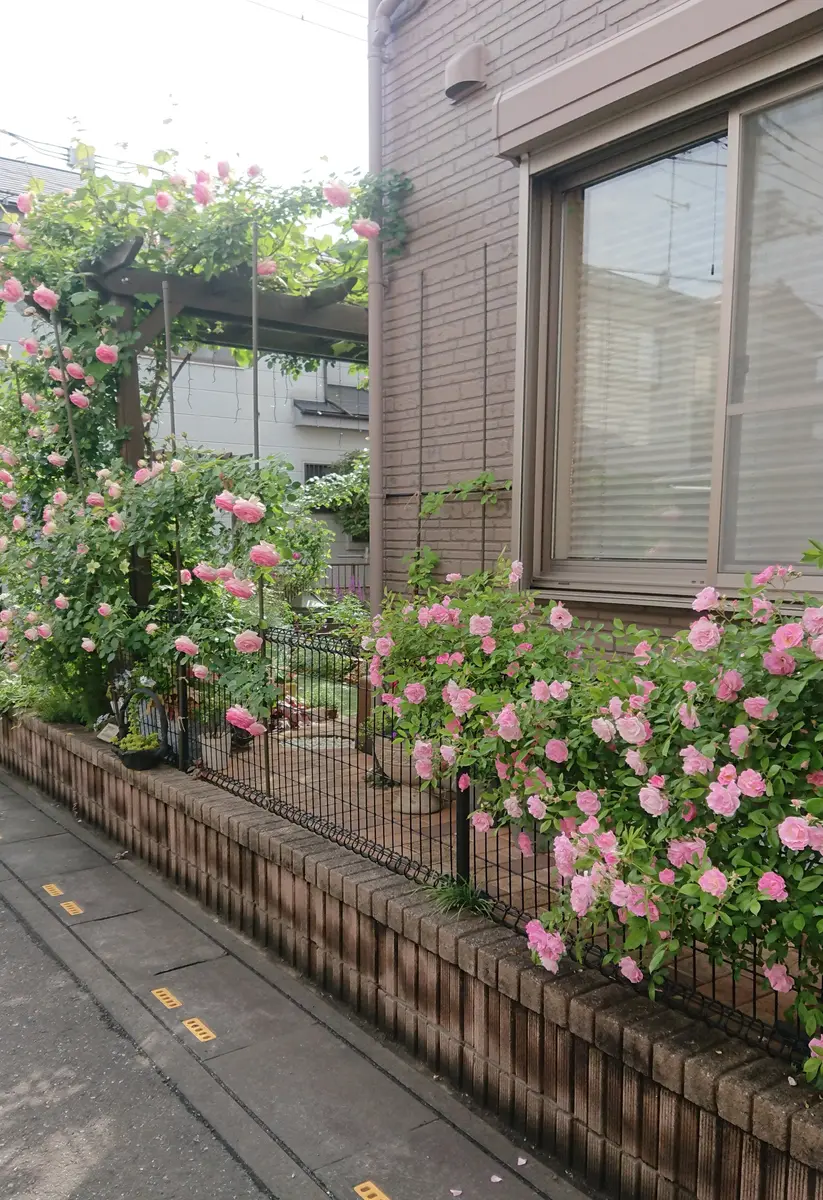 ピンクのフェンス｜園芸日記byときこ｜みんなの趣味の園芸｜951205