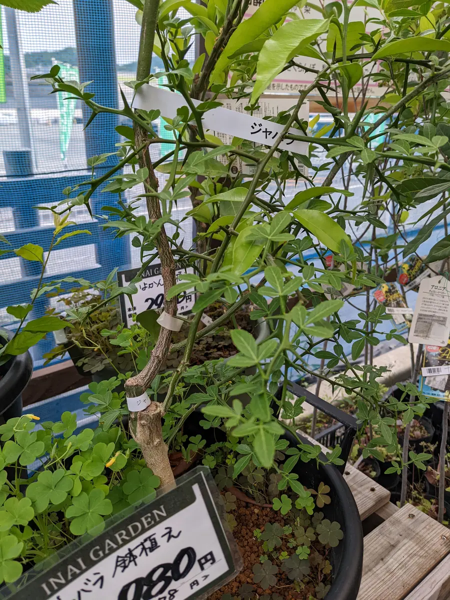 送料込み 納屋から出てきた古い陶器の骨董火鉢