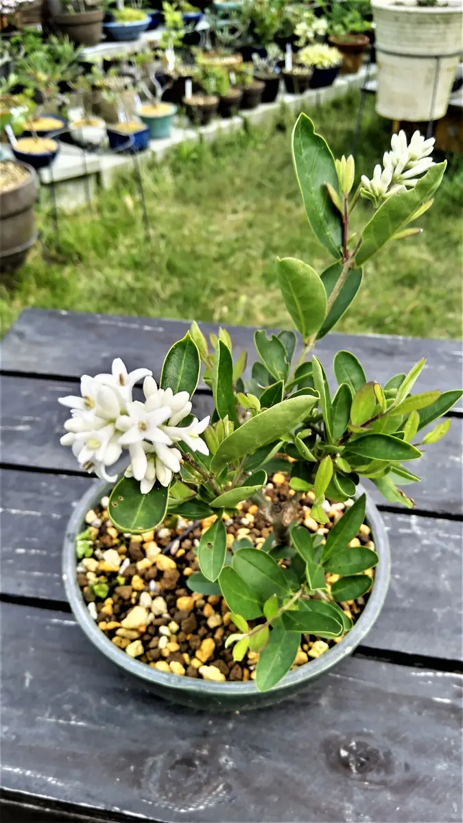 91 山採り アオダモ ミヤマガマズミ付き 2025年最新】山採り アオダモ