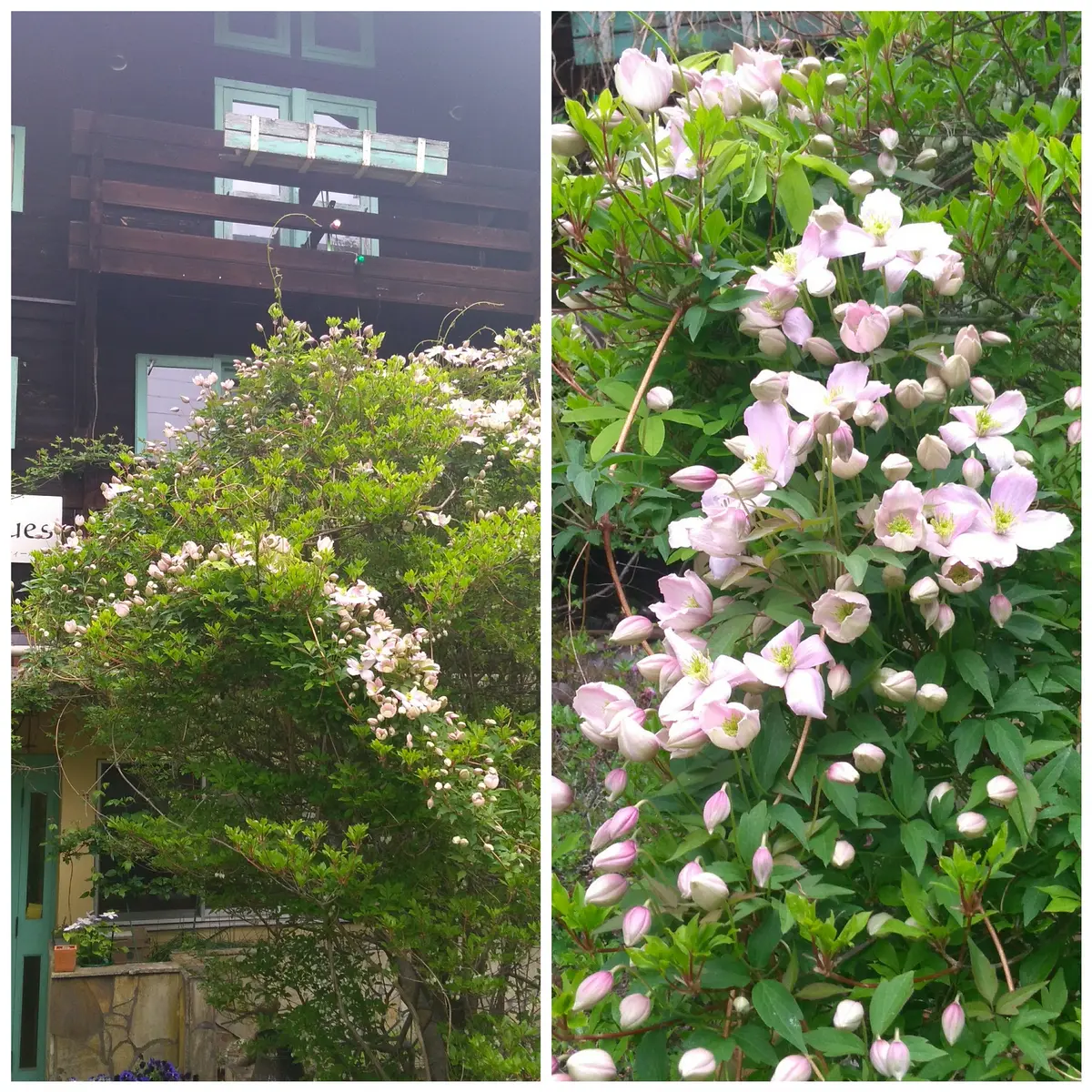 屋久島ハイヒカゲツツジ 哀れ|園芸日記byお山のおばあちゃん 屋久島ハイヒカゲツツジ 哀れ|園芸日記byお山のおばあちゃん
