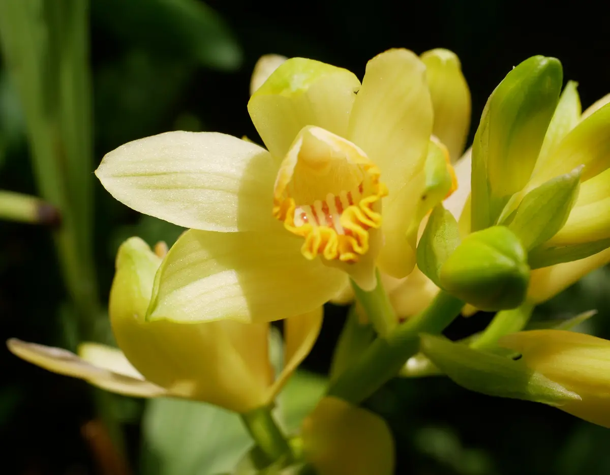 初めてのガンゼキラン(岩石蘭)～(*^_^*)｜園芸日記byおれんじぺこ