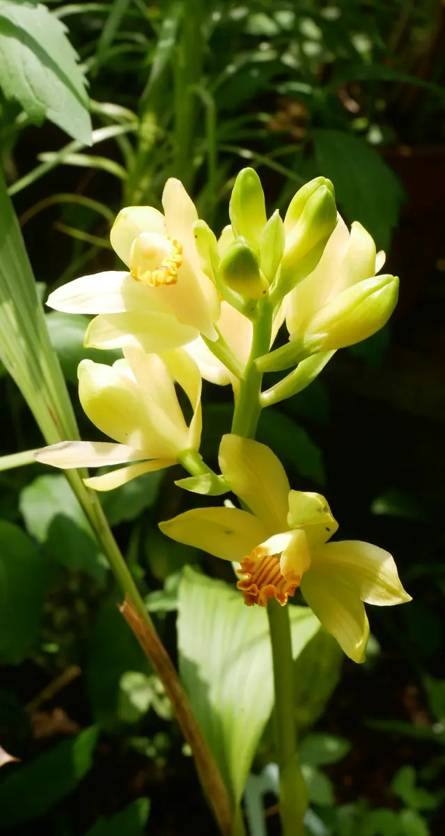 初めてのガンゼキラン(岩石蘭)～(*^_^*)｜園芸日記byおれんじぺこ